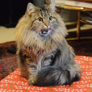 Meet your Posher, Carol